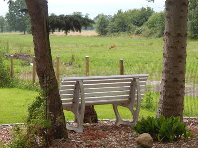 Blick in die Moorwiesen, mit Rehbesuch