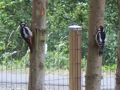 ein Buntspechtpaar zu Besuch !
