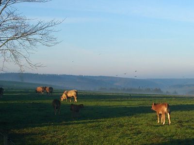 Kühe auf Weide