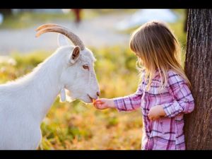 Kinder und Tiere