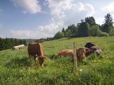 Weidende Kühe