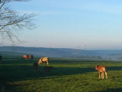 Kühe auf Weide
