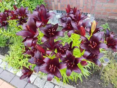 Bild 7