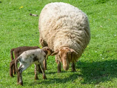 Schafweide3