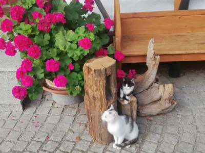 katzen