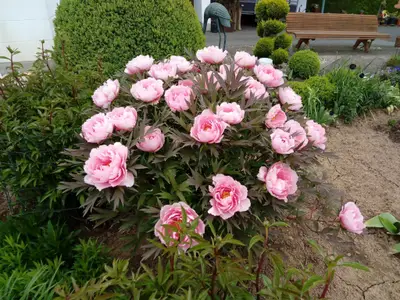 Der Garten
