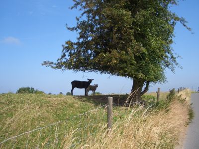 in der Nähe von Carolinensiel