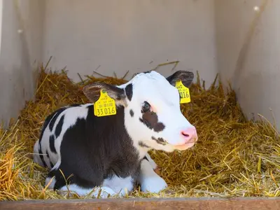 Ferienwohnung für 4 Personen (41 m²) in Buttforde 8/10
