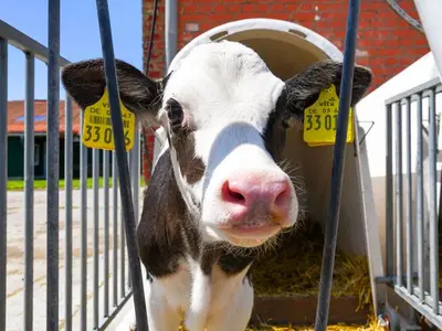 Ferienwohnung für 4 Personen (41 m²) in Buttforde 9/10