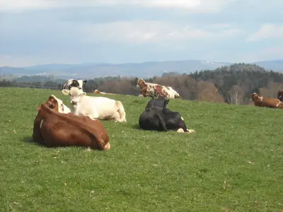 Kühe auf der Weide.JPG