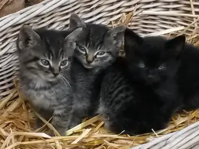 Katzenliebe.jpg
