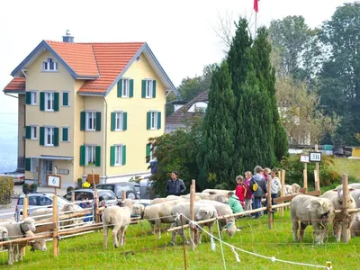 Viehschau