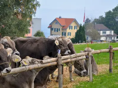 Viehschau