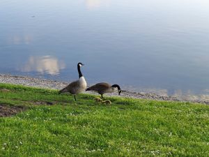 24050357-Ferienwohnung-4-Wolframs-Eschenbach-300x225-4