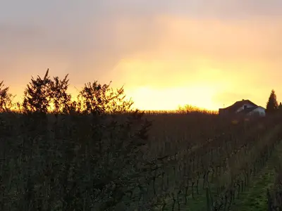 Auszeit! Weinberge direkt hinter dem Haus...