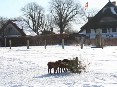 Ferienwohnung für 4 Personen (42 m²) in Wustrow (Ostseebad) 9/10