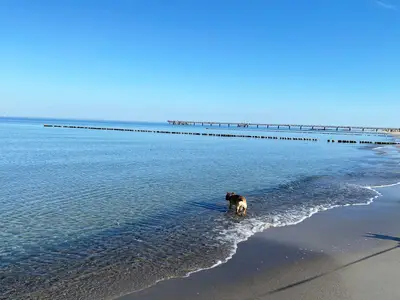 Ferienwohnung Strandblick Ostseebad Wustrow ZweiWasser Alte Seefahrtschule Nahegelegener Hundestrand