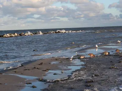 Ferienwohnung für 2 Personen (45 m²) in Wustrow (Ostseebad) 4/10