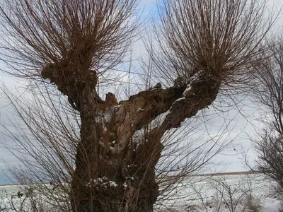 Ferienwohnung für 4 Personen (60 m²) in Wustrow (Ostseebad) 5/10