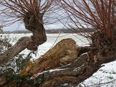 Ferienwohnung für 4 Personen (52 m²) in Wustrow (Ostseebad) 9/10