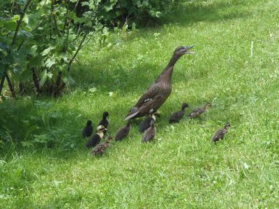 Enten am Bauernhof Waira