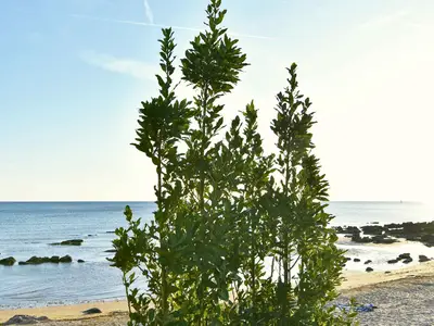 Ferienwohnung für 4 Personen (36 m²) in Zambratija 9/10