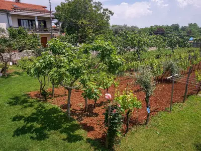 Ferienwohnung für 3 Personen (50 m²) in Zambratija 7/10