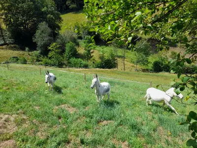 Unsere Eseldamen  Lisa, Fenja & Regenbogen