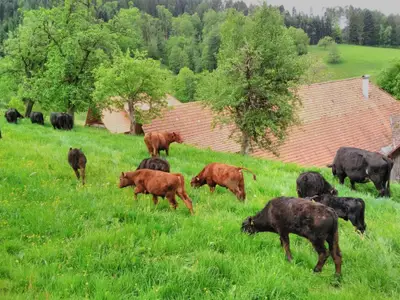Unsere Angus-Mutterkuhherde