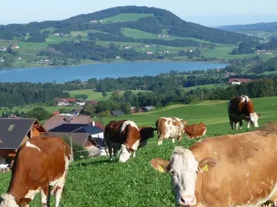 Ferienwohnung für 6 Personen (80 m²) in Zell am Moos 3/10
