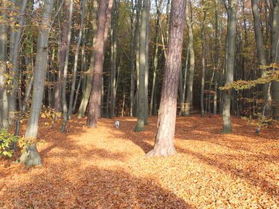 Ferienwohnung für 6 Personen (75 m²) in Zempin (Seebad) 10/10