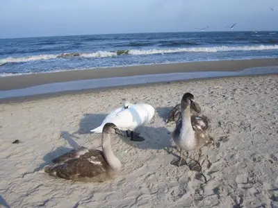 Ferienwohnung für 4 Personen (68 m²) in Zempin (Seebad) 1/10