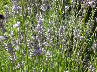 Ferienwohnung für 4 Personen (57 m²) in Zempin (Seebad) 10/10