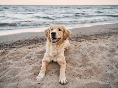 Ferienwohnung Herzog Barnim Zingst - Hundestrand Aufgang 15b