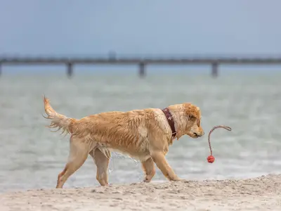 Ferienwohnung Grevenburg Aparthotel Zingst - Hundestrand Aufgang 15b
