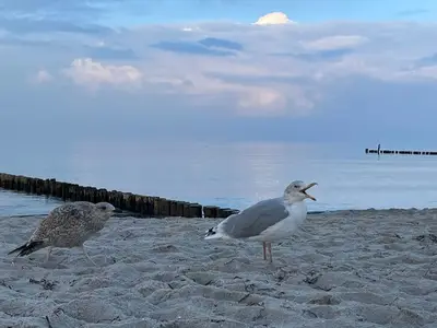 Ferienwohnung für 7 Personen (62 m²) in Zingst 10/10