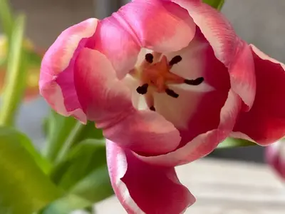 Ferienwohnung für 2 Personen (60 m²) in Zingst (Ostseebad) 9/10