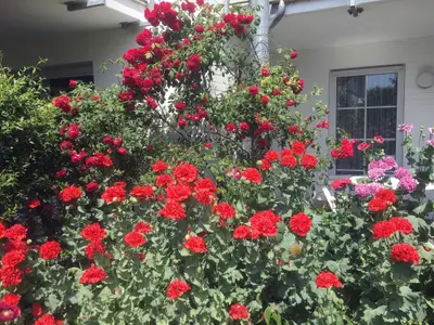 Ferienwohnung für 3 Personen (64 m²) in Zingst 7/7