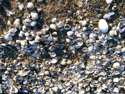 Ferienwohnung für 3 Personen (54 m²) in Zinnowitz 1/10