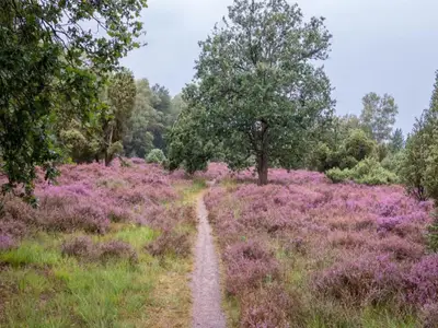 AreaSummer20KM