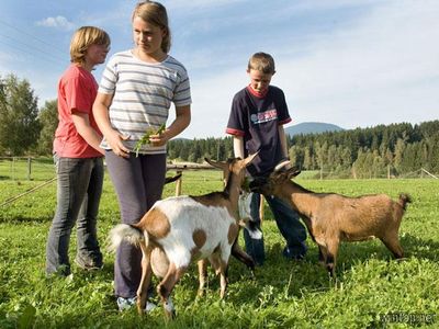 Die Ziegen füttern.