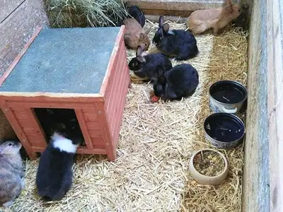 Hasenfamilie