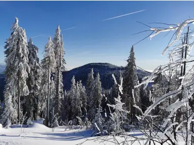 Ferienwohnungen Leithenwald