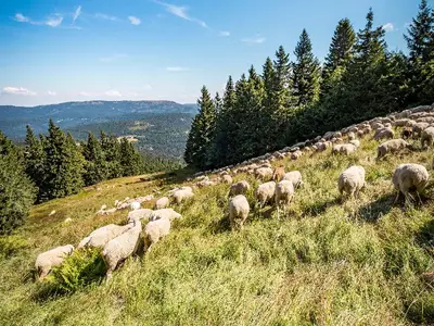 Ferienwohnungen Leithenwald