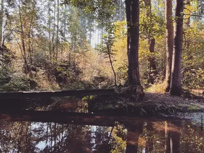 Ferienwohnungen Leithenwald