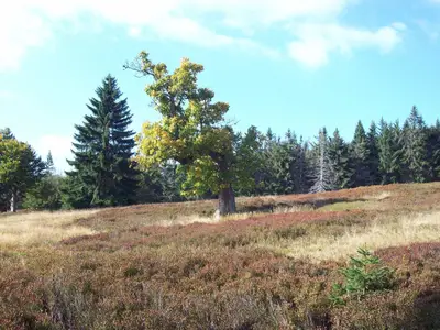 Ferienwohnung für 6 Personen (110 m²) in Rabenstein 10/10
