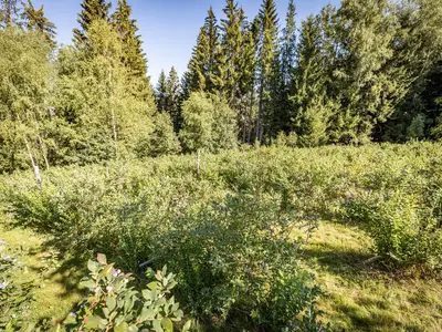 Ferienwohnungen Leithenwald