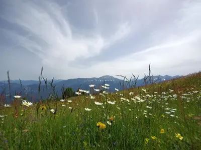 Hotel für 4 Personen (30 m²) in Berg im Drautal 6/10