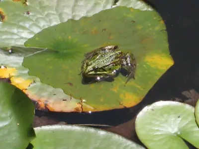 Hotel für 3 Personen (18 m²) in Blaichach 9/10