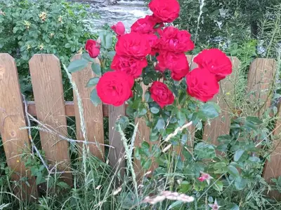 Hotel für 3 Personen (22 m²) in Predlitz 9/10